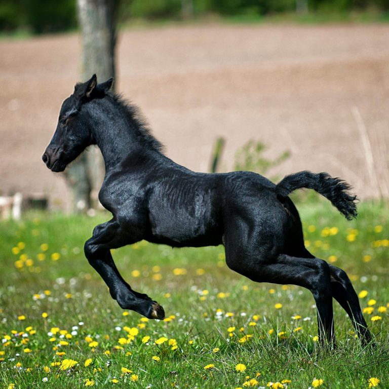 Schwarzes Fohlen, Friese, startet durch